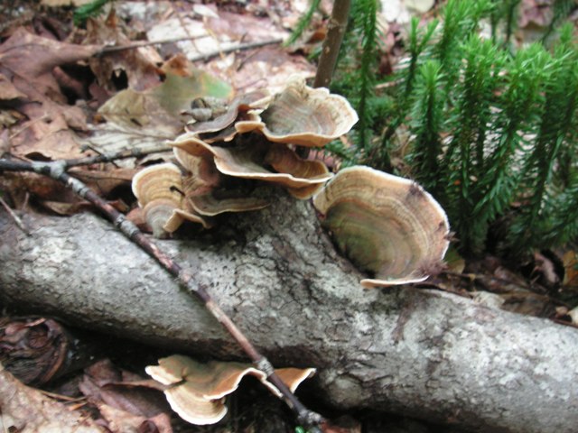 fungus